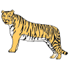 tigre Picture