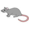 Oh+no_++A+rat_ Picture
