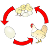 Chicken+Life+Cycle Picture