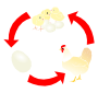 Chicken Life Cycle Stencil