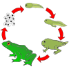 Frog+Life+Cycle Picture