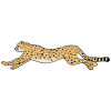A+cheetah+runs. Picture