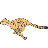 Cheetahs+move+through+the+grassland.++Run.+Run. Picture