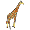 Giraffes Picture