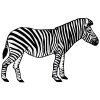 Zebra+Braying Picture