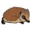 Hedgehog Picture