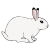 Rabbit+Hops Picture
