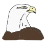 Bald Eagle Picture