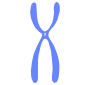 chromosome Stencil