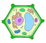 Plant Cell Picture
