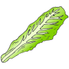Lettuce+Leaf Picture