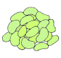 Lima Beans Picture