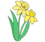 Daffodils Picture