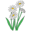 Daisies Picture