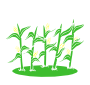 Corn Stalks Stencil
