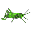 Hop+like+a+Grasshopper Picture