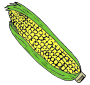 Corn Picture