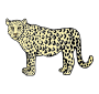 Leopard Picture