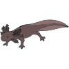 Axolotl Picture