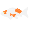 Koi Fish Picture