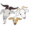 Three Billy Goats Picture