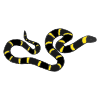 Serpiente Picture