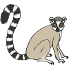 lemur Picture