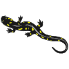 salamander Picture
