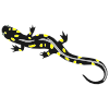 Salamander Stencil