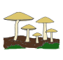Mushrooms Picture