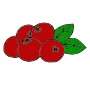 Cranberries Picture