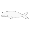 swim+slow+like+a+beluga+whale Picture