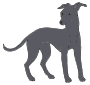 Greyhound Picture