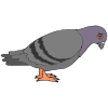 Sad Pigeon Picture