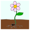 A+flower+growing+out+from+the+stem+from+the+roots+from+the+seed+in+the+ground. Picture