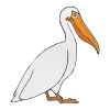 pelicans Picture