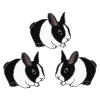 rabbit-t-s Picture