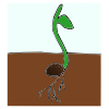 Seedling Picture