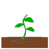 vine+starts+to+grow Picture