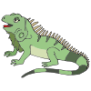 Iguana Picture
