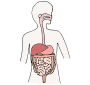 Digestive System Picture