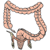 Large+Intestines Picture