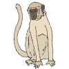 Monkey Picture