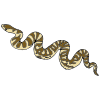 Snake+Sliver Picture