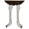 ostrich feet Picture