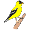 Goldfinch Picture