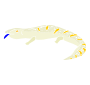 Blue Tongued Skink Stencil
