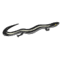 Skink Picture