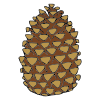 pinecone Picture