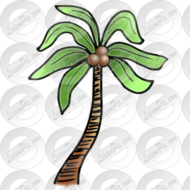 Palm Tree Picture